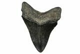 Serrated, Fossil Megalodon Tooth - South Carolina #341440-1